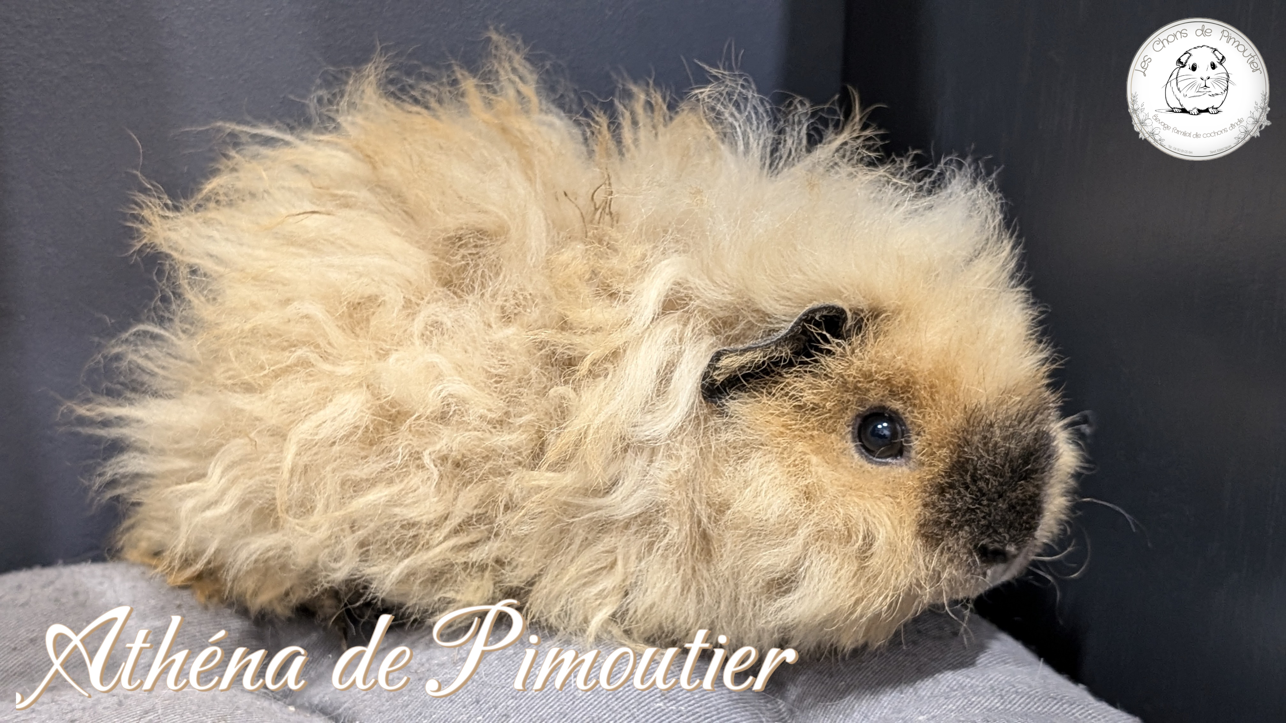 Photo de Athéna de Pimoutier